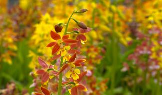 Hortidécouvertes ce week-end