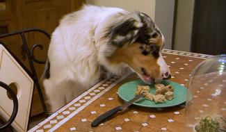 Trucs de Wouf: chien voleur, comment l'éviter ?