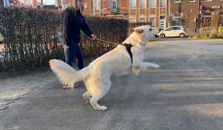 Trucs de Wouf: la réactivité en laisse par frustration