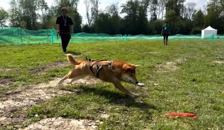 La course sur Leurre : une activité canine révélatrice