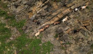 Disparition de chèvres à la Heid des Gattes