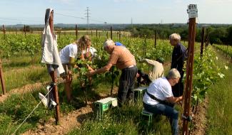 Bellum Fagetum : 30 000 pieds pour un vin engagé
