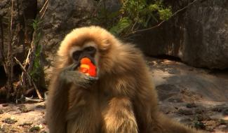 Glacons au fruits pour les animaux du Monde sauvage