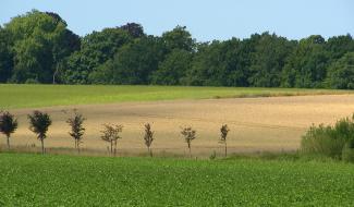 Utiliser les écorces pour produire des pesticides naturels