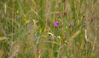 La plus belle prairie de Wallonie à Filot?