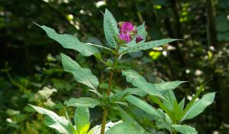 Le contrat de rivière Meuse aval élimine la balsamine de l'Himalaya
