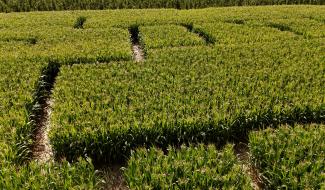 Le Labyrinthe de Hannut va rouvrir ses portes