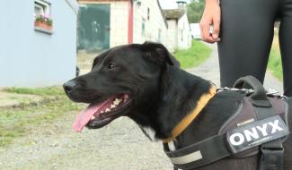 Refuge pour animaux : Animal Sans Logis