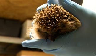 Campagne de parrainage pour les hérissons du CREAVES des Terrils