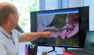 Faculté vétérinaire ULiège : un vaccin pour les anguilles