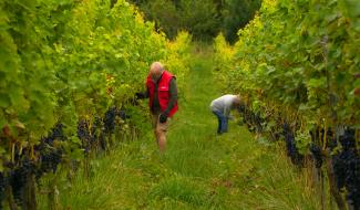 Début des vendanges ce lundi 25 août à Oupeye