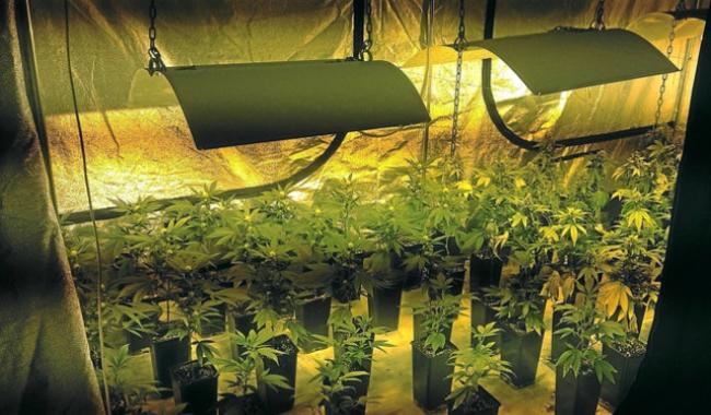 Quelque 1.700 plants de cannabis retrouvés à Liège et Sprimont