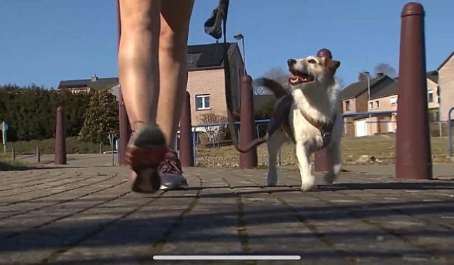 Trucs de Wouf: la marche en laisse