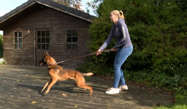 Trucs de Wouf : la réactivité dans le jardin