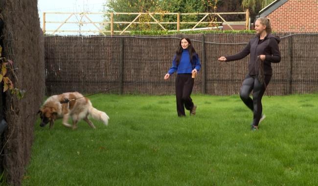 Trucs de wouf : vaincre le stress