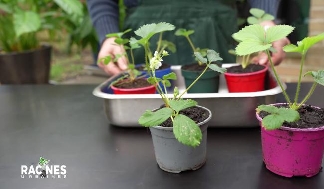 L'art du jardinage urbain : Les secrets des fraisiers dévoilés