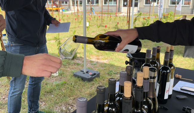 Le vin liégeois de plus en plus sur nos tables