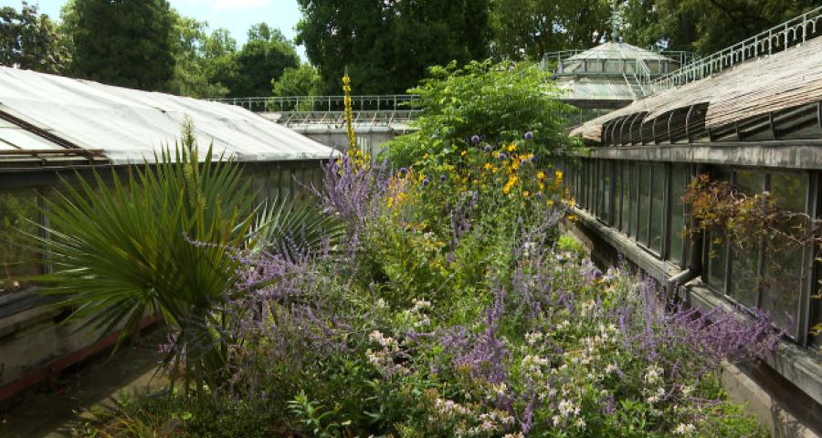 Serres du Jardin Botanique : suivez le guide 