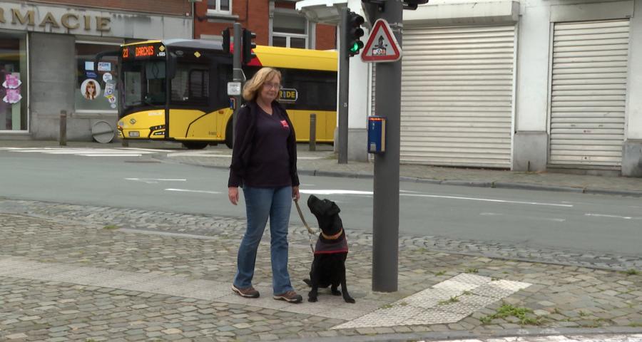 chien en formation en ville avec monitrice Entrevues asbl