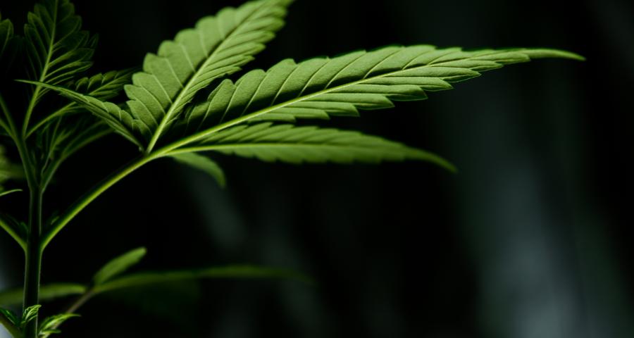 Démantèlement d'une vaste plantation de cannabis à Fexhe-le-Haut-Clocher