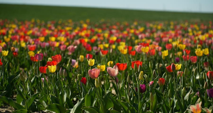 En ce début de printemps, pourquoi ne pas aller couper ses fleurs soi-même ?