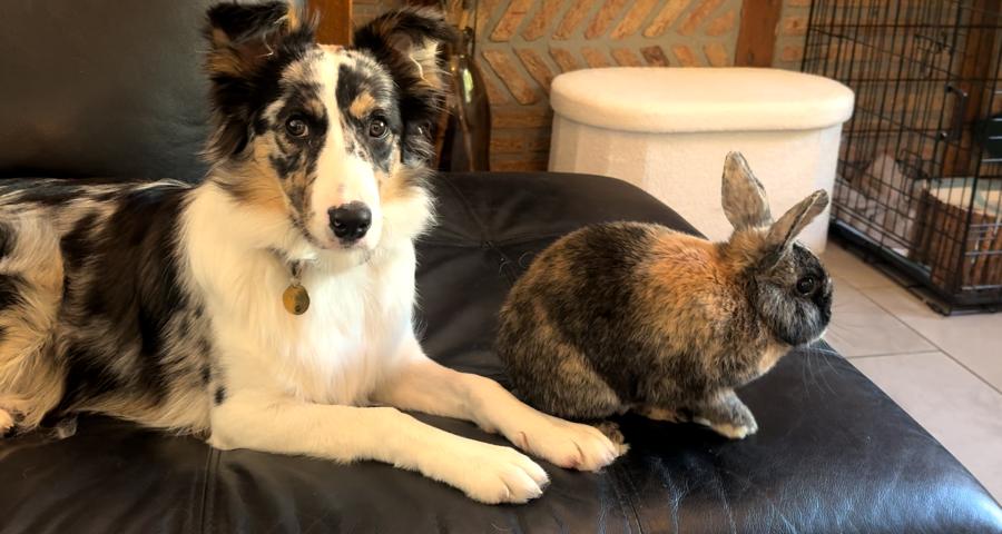 La cohabitation avec un lapin