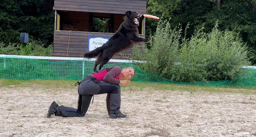 Le disc dog (frisbee canin)