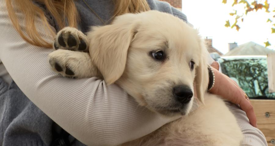 3 conseils pour accompagner son chiot