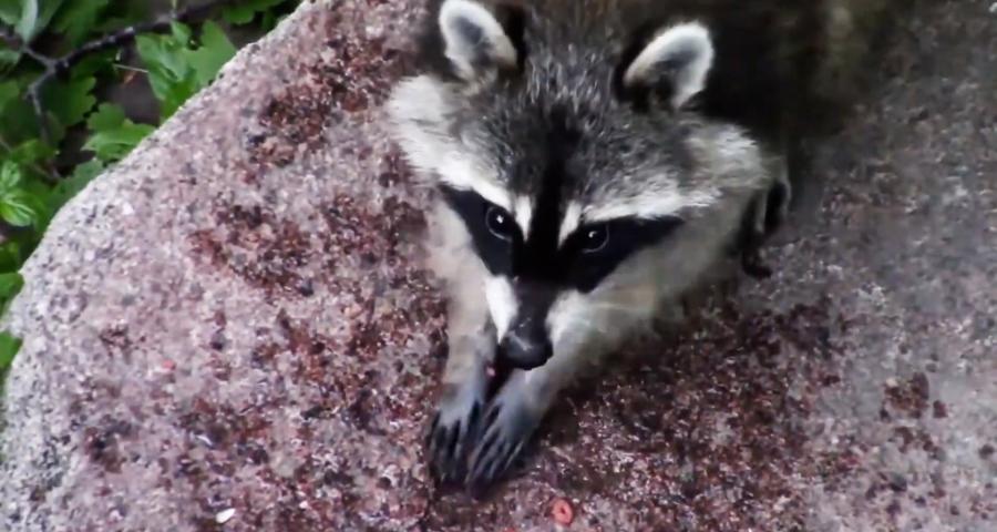 Une trentaine de ratons laveurs capturés à Chaudfontaine