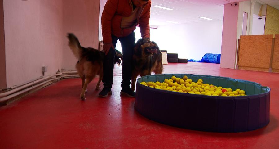 Temps de chien: plaine de jeux indoor à Flémalle
