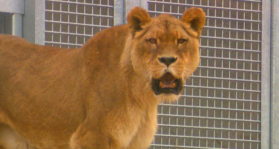 Monde sauvage : un nouvel espace pour les lions