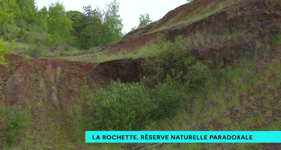 Réserve de la Rochette : une nature rare s'épanouit sur un passé industriel pollué
