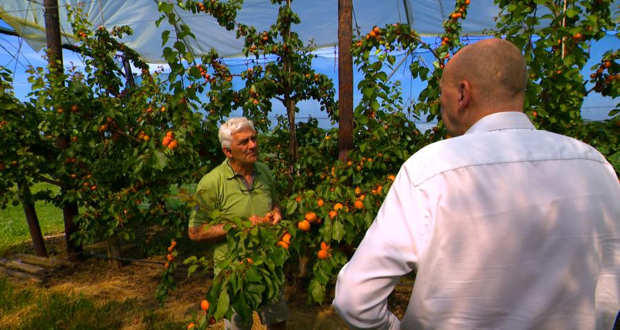 Bientôt la récolte des abricots wallons