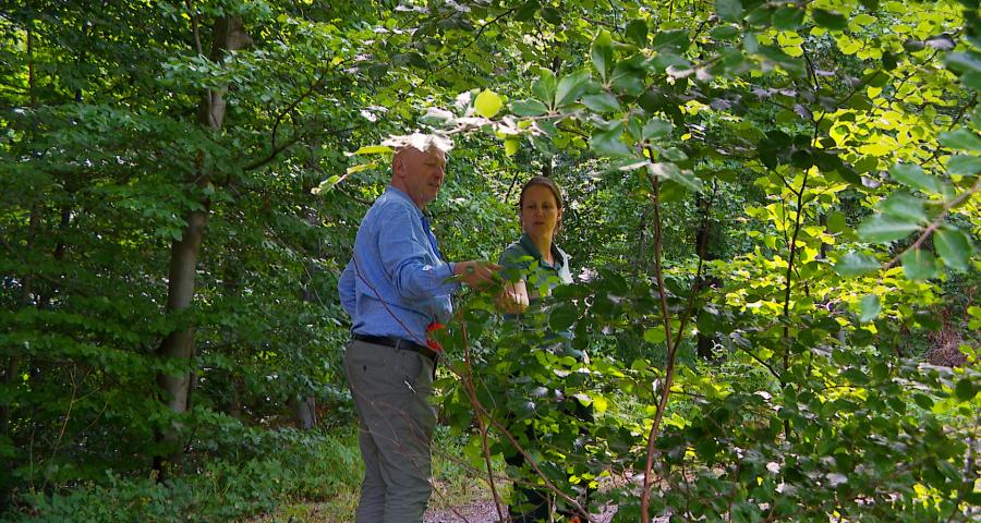 Des forêts adaptées aux changements climatiques