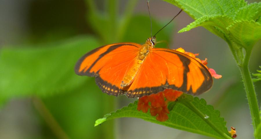 Des papillons en liberté à découvrir à l'Observatoire du monde des Plantes
