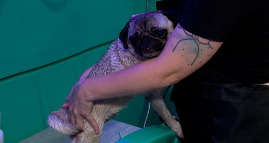 Niche Ta Mère: un dog wash en plein centre-ville