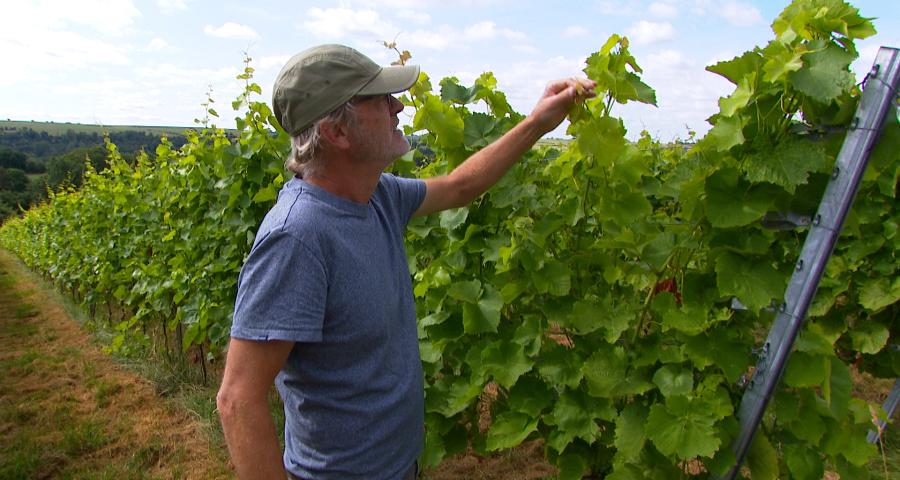 Sécheresse : entre défis et opportunités pour les vignes de la région
