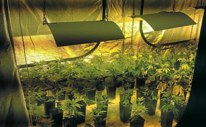 Quelque 1.700 plants de cannabis retrouvés à Liège et Sprimont