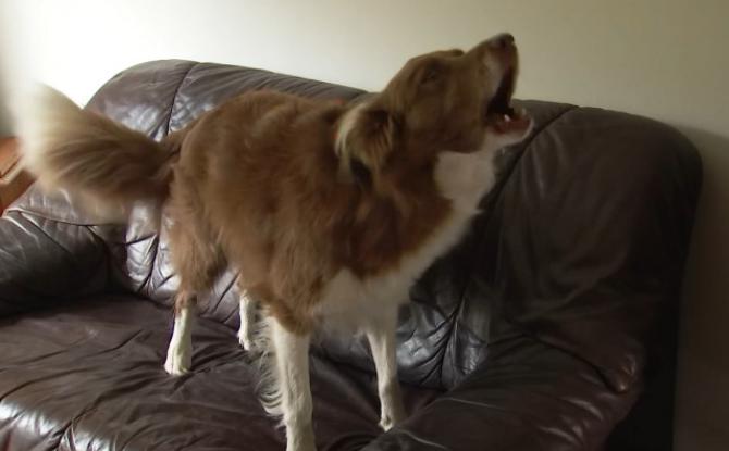 Trucs de Wouf: la réactivité à la sonnette