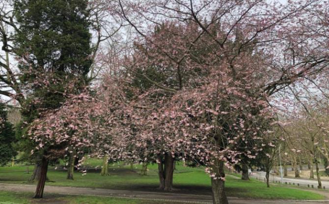 Tram En Commun S2#23 : quels arbres, et où ? 