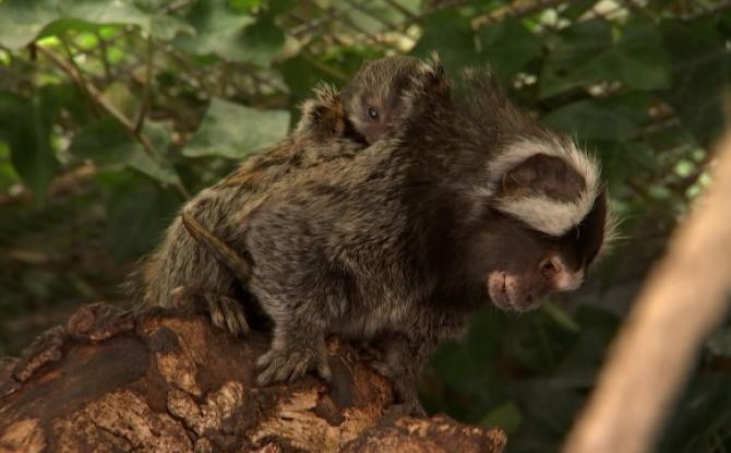 Carnet rose pour le Mont Mosan