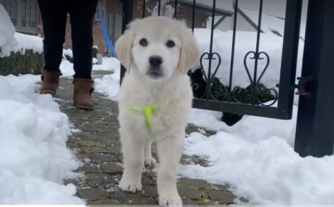 Trucs de Wouf : 3 mythes concernant l'éducation d'un chiot