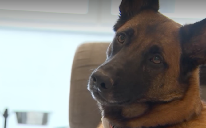 Trucs de Wouf : l'agressivité par peur