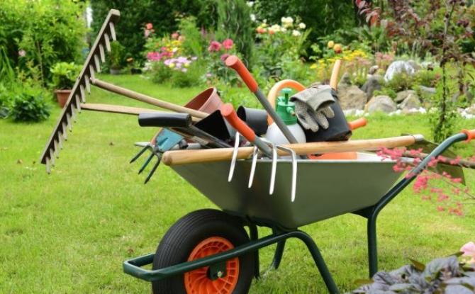 Petit pois et pois de senteur