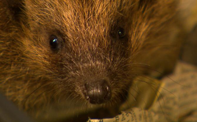Les hérissons du CREAVES de Saint-Nicolas