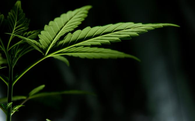 Démantèlement d'une vaste plantation de cannabis à Fexhe-le-Haut-Clocher