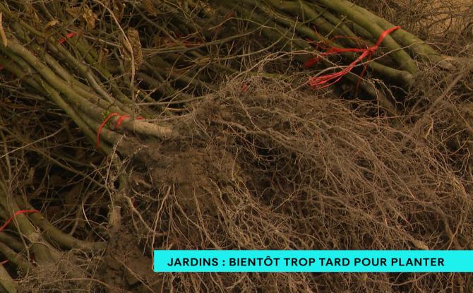 Jardins : bientôt trop tard pour planter !