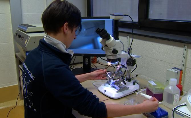 Des abeilles inséminées avec du sperme de faux bourdon congelé, une première