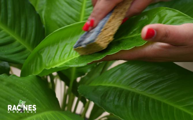 La fertilisation foliaire