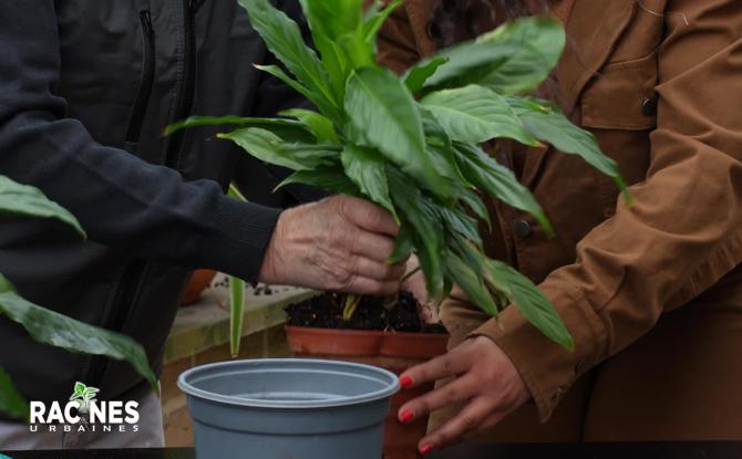 Le rempotage printanier